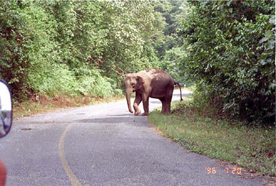 Wild Elephants