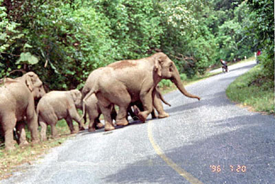 Wild Elephants