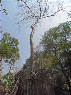 scripture house with a big tree