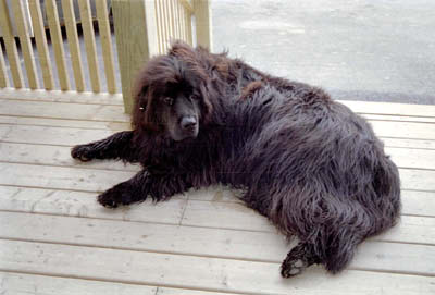 Newfoundland dog